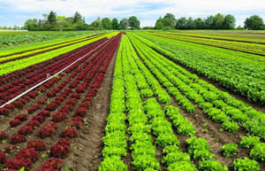 La agricultura biodinámica gana posiciones entre los viñedos