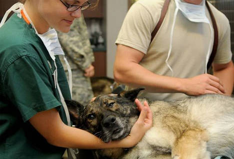 La aseguradora A.M.A y los veterinarios confirman su confianza
