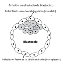 La biopsia líquida crea un nuevo paradigma, no invasivo, en la selección de embriones