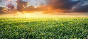 La compañía británica planea construir la primera planta de energía alimentada con césped