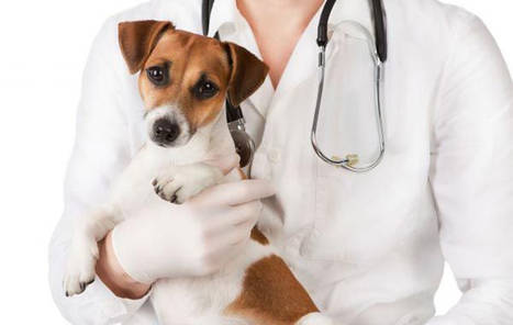La última tendencia en alimentación para mascotas: las dietas LID
