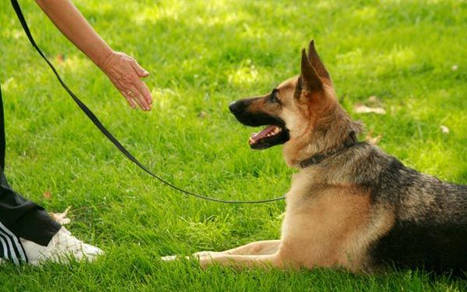 La mejor técnica de adiestramiento combina teorías del aprendizaje y etología canina