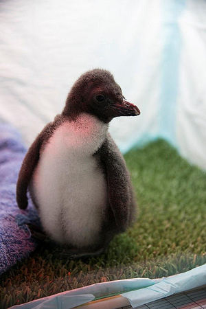 Loro Parque recibe la Navidad con el nacimiento de 14 pingüinos