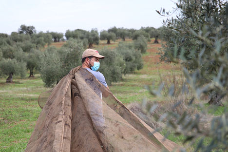 Medina Oliva Humilladero símbolo del desarrollo agroalimentario de Medina de las torres