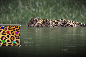 Destacar en la manada: Wild Me utiliza la IA para revolucionar la identificación de animales