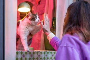 MoPETS, la primera comunidad online exclusiva para mascotas, llega a España tras alcanzar el éxito en Benelux