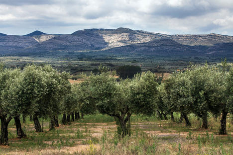 Olivar Sant Mateu (Maestrat) Finca Varona La Vella.