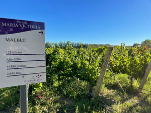 Comienza la vendimia 2021 para el proyecto Verum by Verum que une Castilla la Mancha con la Patagonia argentina a través del enólogo Elías López Montero