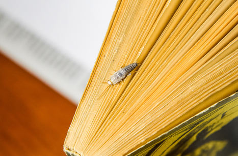 Los insectos, esos grandes lectores