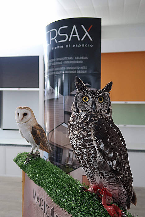 Persax colabora y promueve terapias asistidas con aves rapaces