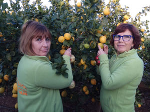 Premium Mediterranean lidera la venta de naranjas online