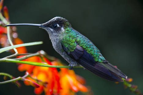 La cuenca del río Savegre en Costa Rica declarada Reserva de la Biosfera por la Unesco
