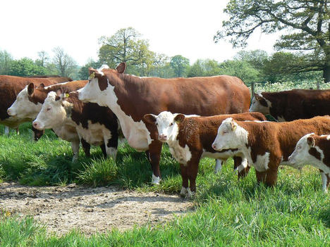 Reino Unido lidera la lucha contra la tuberculosis bovina