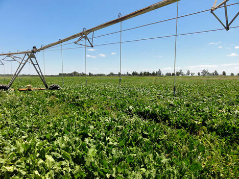 La Consejeria de Agricultura de Andalucía cerrará 2017 con la convocatoria de 232,9 millones para regadíos, caminos y proyectos de desarrollo rural