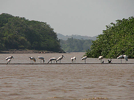 Rio Tempisque celebracion La Lagarteada