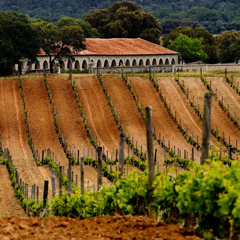 La Ruta del Vino Ribera del Duero reabre con todas las medidas de seguridad necesarias para acoger de nuevo a los turistas