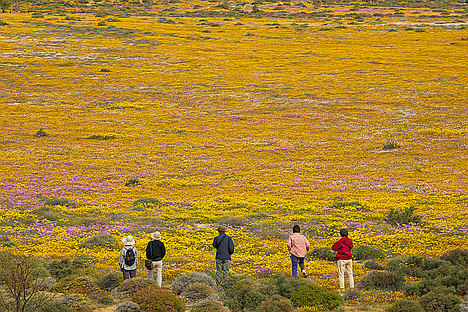 En Sudáfrica las flores crecen en el desierto