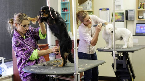 Técnicas para aumentar las ventas en una tienda de animales