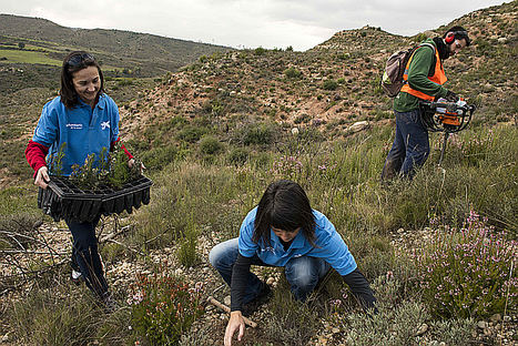 Técnicos y voluntarios de “la Caixa”, durante la reforestación de un bosque quemado en Montserrat.
