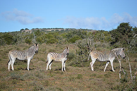 Cebras en Addo Elephant Park.
