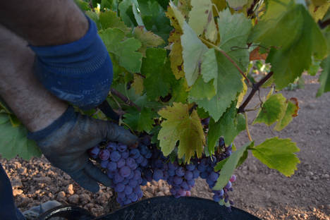 Bodegas La Pelina en el corazón de Matanegra
