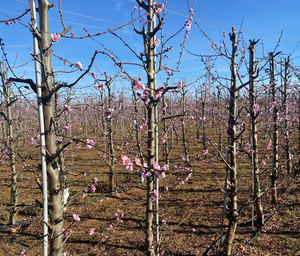Viveros Hernandorena presenta su sello de Fiabilidad Varietal