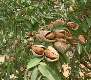 Comienza la recolección del almendro con una previsión del 58% de aumento en la producción