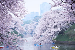 Contemplar la primavera tokiota en su máximo esplendor: el hanami