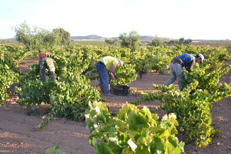 Bodegas La Pelina espera una buena calidad en la vendimia