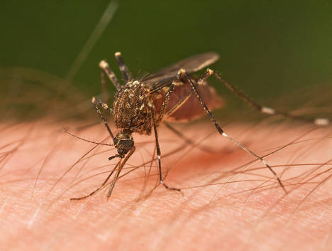 Diez consejos para escapar de los mosquitos este verano