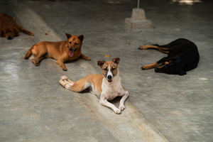 #ElVeranoJuntos, la campaña solidaria que denuncia el abandono animal en la “nueva normalidad”