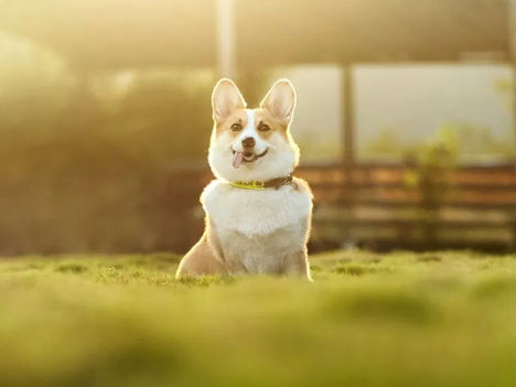 ¿Puede una mascota ser tu heredero?