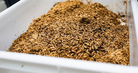 Satisfacción en el sector español de cría de insectos tras el nuevo Reglamento de la UE para el uso de proteínas animales en alimentación de cerdos y aves