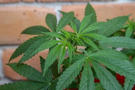 El negocio de la marihuana