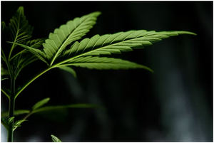 El negocio de la marihuana en España
