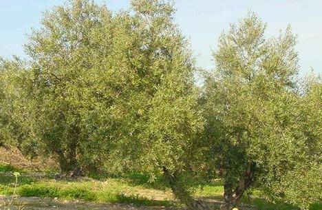 La Junta de Andalucia deniega el 39,9% de las solicitudes de ayuda de producción ecológica en Córdoba