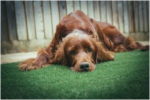 ¿Cuáles son las ventajas de instalar césped artificial si tienes mascotas?