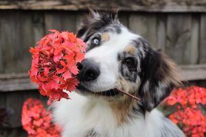5 plantas preciosas que debes evitar en tu jardín si tienes mascotas