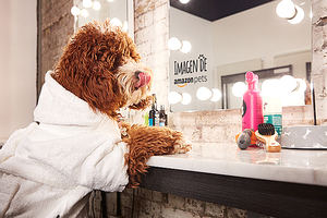 Estamos buscando la Imagen de Amazon Pets 2019: ¡Que gane el miau-jor!