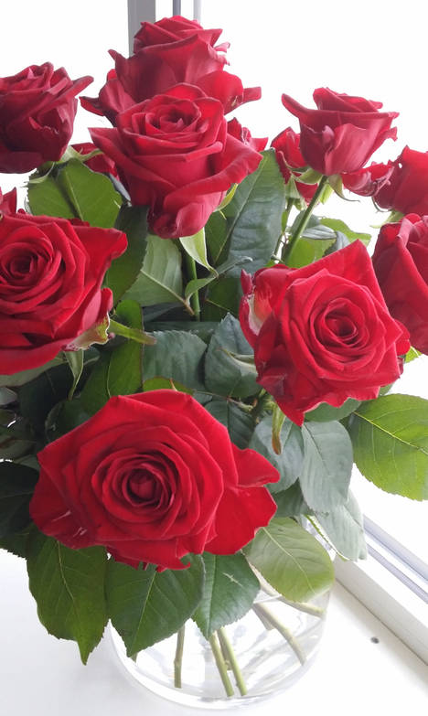 Equipo Aleia Roses