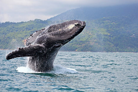 Récord de playas con “Bandera Azul Ecológica” en Costa Rica en 2022